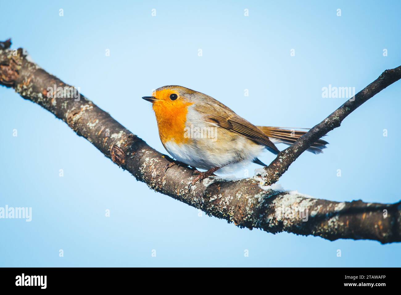 Robin redbreast (Erithacus rubecula aux abords) Banque D'Images Robin redbreast (Erithacus rubecula aux abords) Banque D'Images