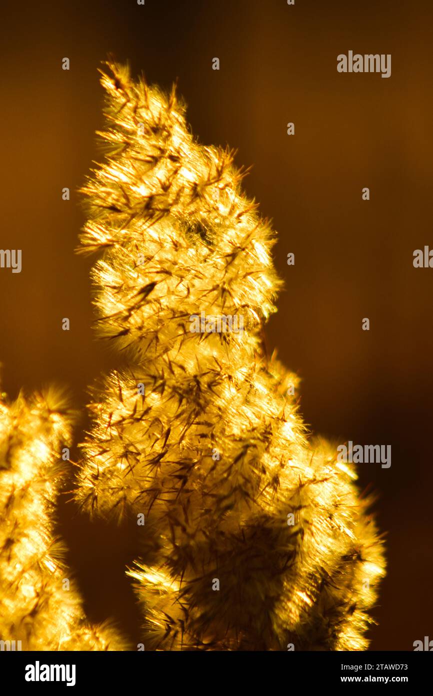 Beau coucher de soleil d'été, foin doré, champ de campagne, lumière chaude pleine de joie et de silence Banque D'Images