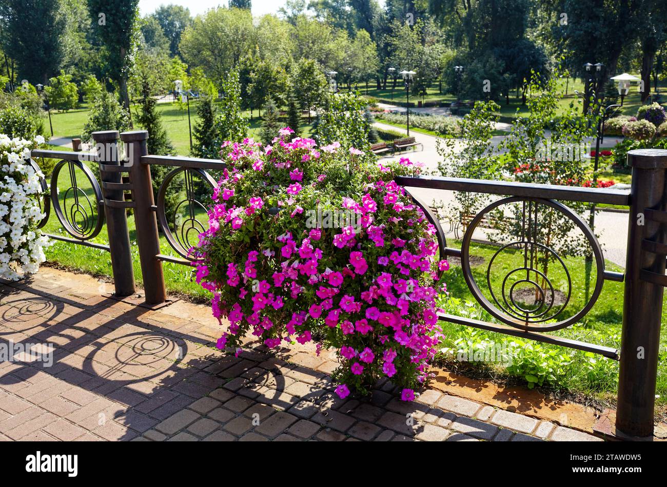 Pétunia, pétunias violettes dans le pot. Jardins communs colorés luxuriants en fleurs dans le parc de la ville. Nom de famille Solanaceae, Nom scientifique Petunia Banque D'Images