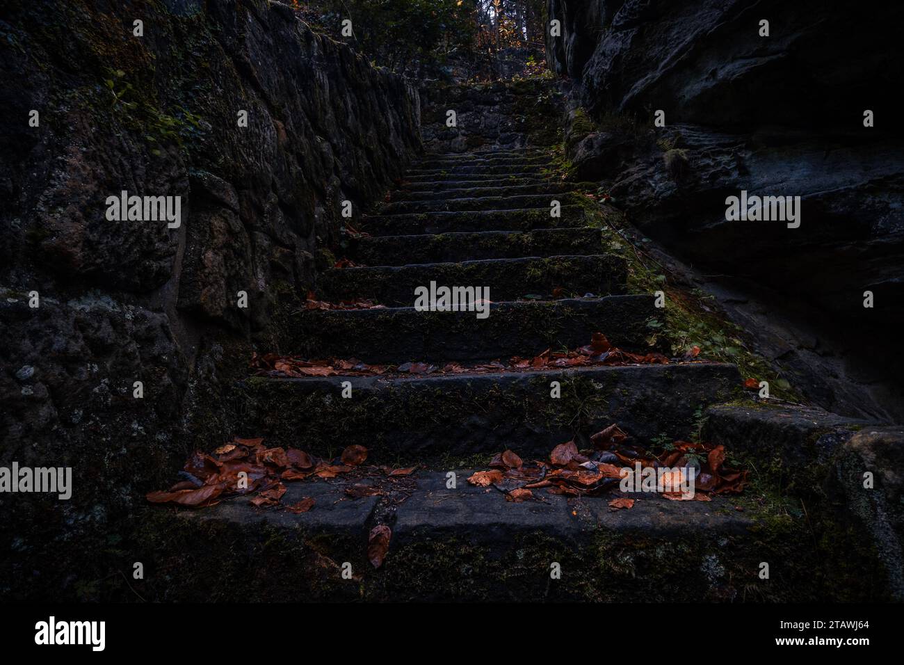 Escalier en pierre antique caché dans la forêt profonde dans le nord de la Bohême. Chemin plein d'atmosphère effrayante et hantée dans la forêt sombre. Banque D'Images