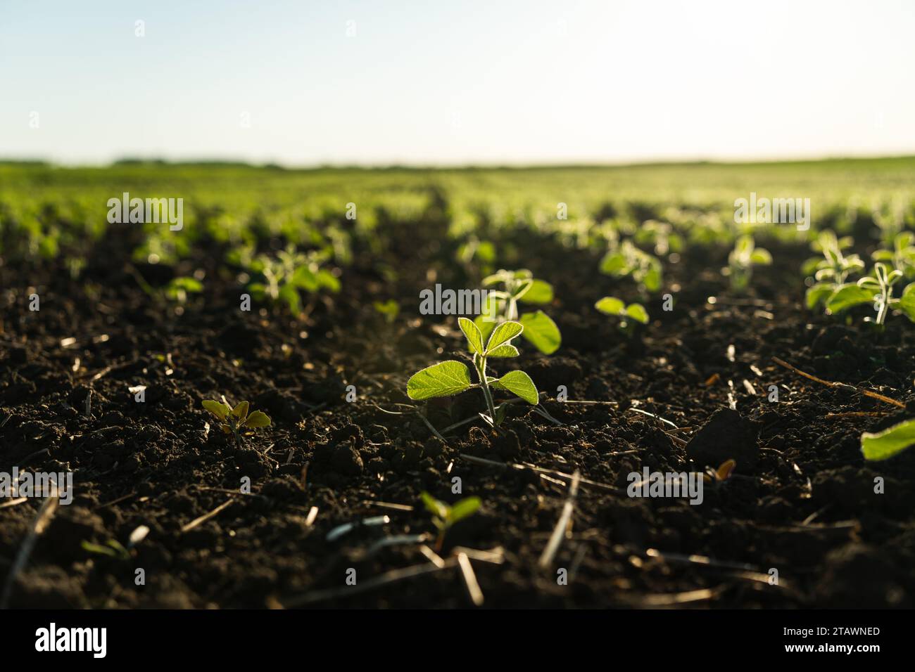 Champ avec de jeunes pousses de haricots en été, une récolte de haricots dans le champ. Plante agricole de soja dans un champ pousse en rangée avec d'autres germes. Se Banque D'Images