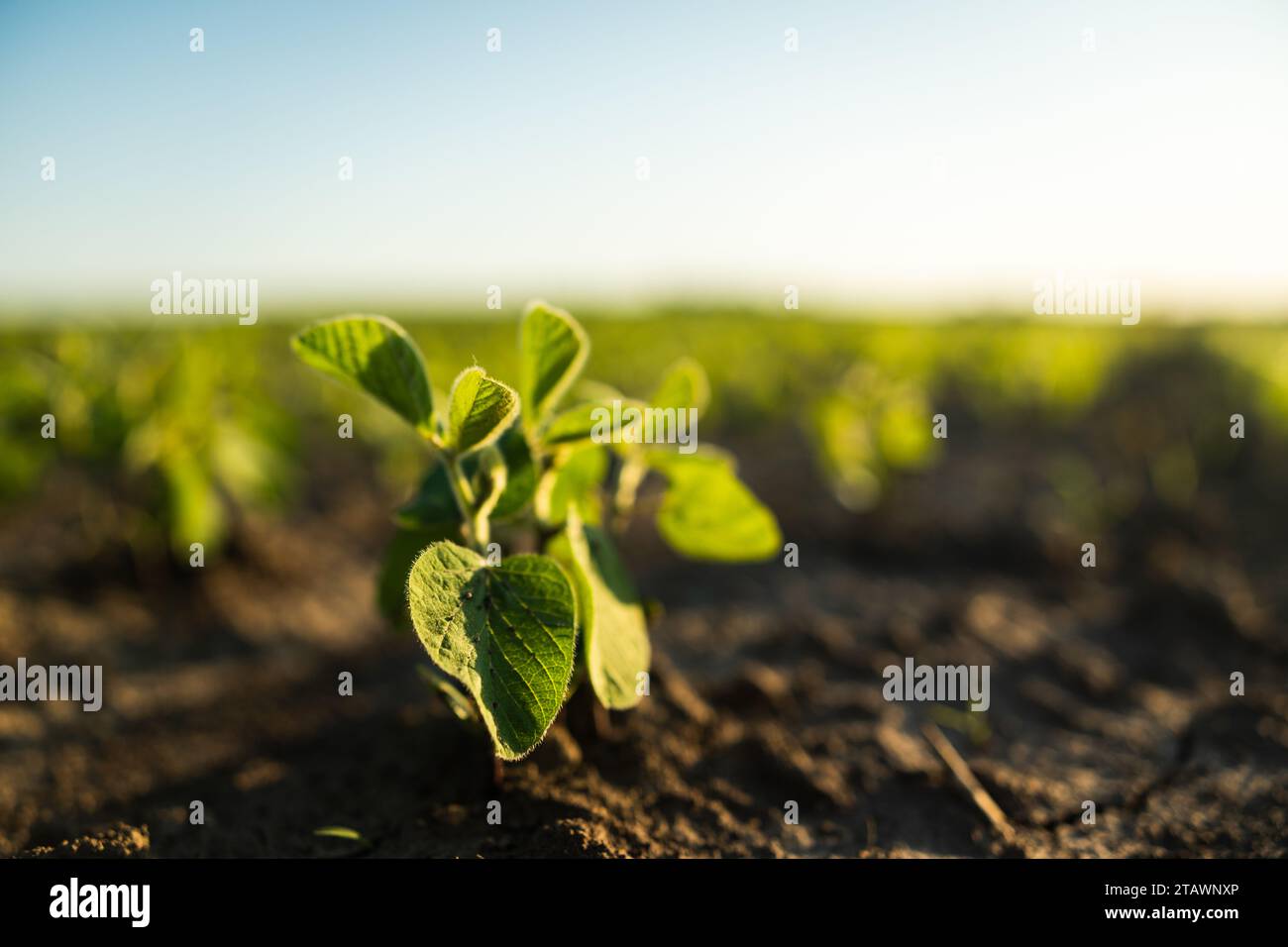 Les jeunes pousses d'une plante de soja poussent en rangées sur un champ agricole. Jeune plante de soja contre le soleil. Mise au point sélective. Flou artistique Banque D'Images