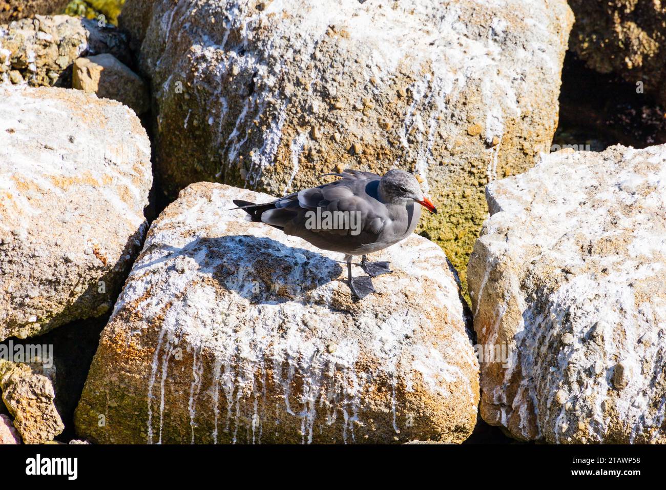 Mouette de Heerman's mâle non reproductrice, Larus Heermanni, sur un rocher. Monterey, Californie. Banque D'Images