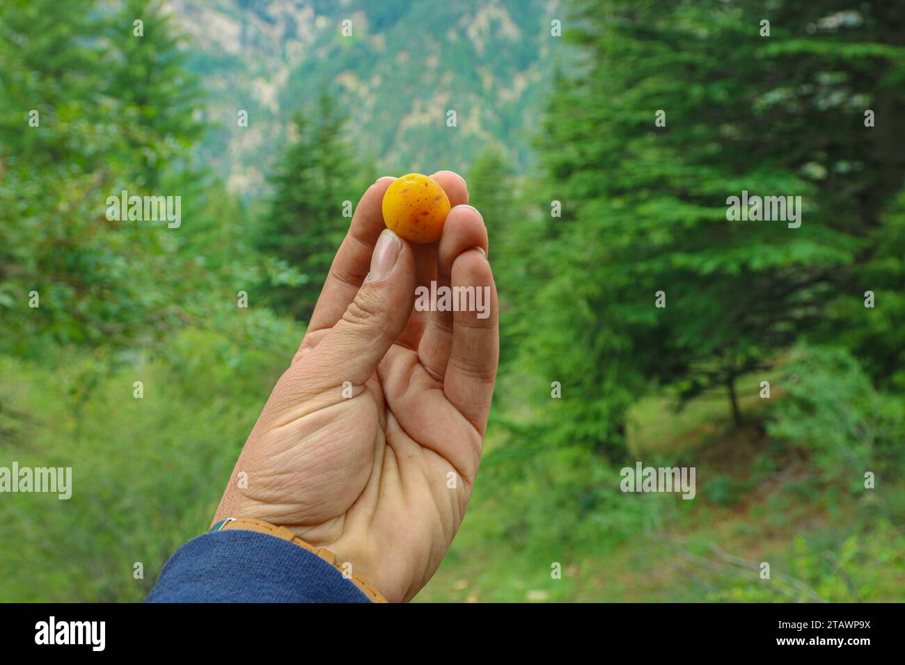 Une main tenant des fruits avec un fond de forêt. Banque D'Images