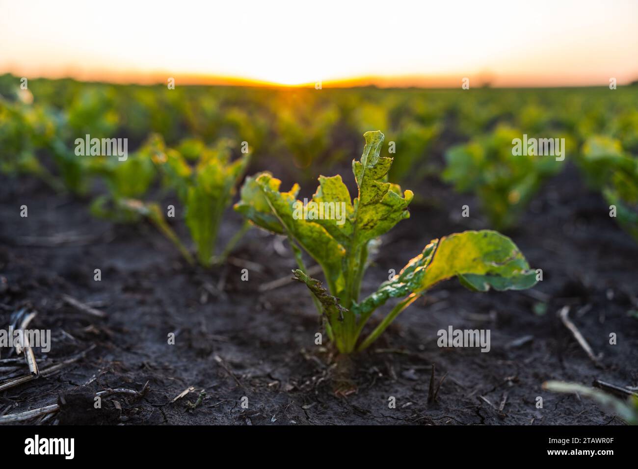 Les betteraves à sucre vertes germent sur le champ dans un coucher de soleil. Rangées de jeunes racines de betterave sucrière sur un champ agraire. Betteraves poussant sur le terrain agricole Banque D'Images