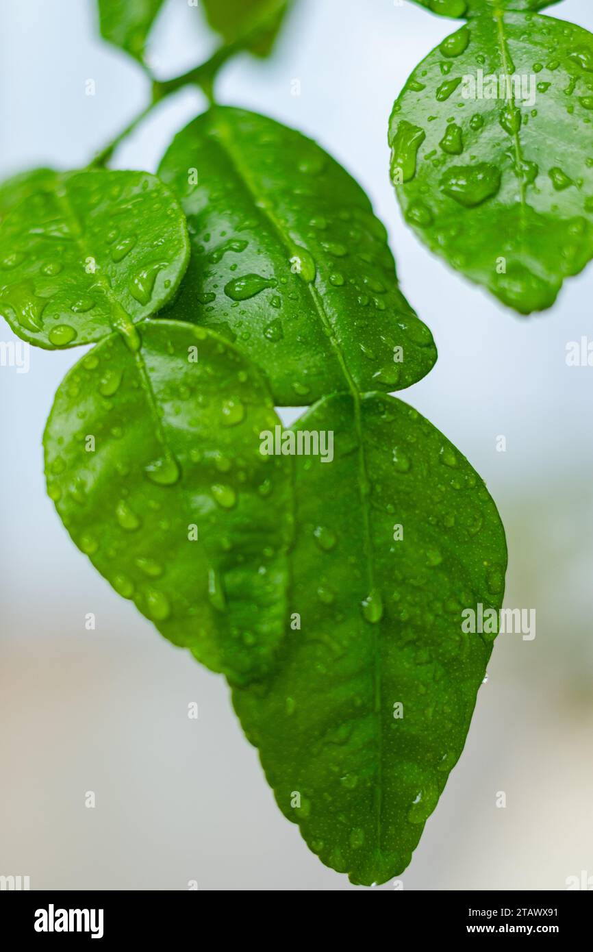 Feuilles de citron vert kaffir avec gouttes de pluie Banque D'Images