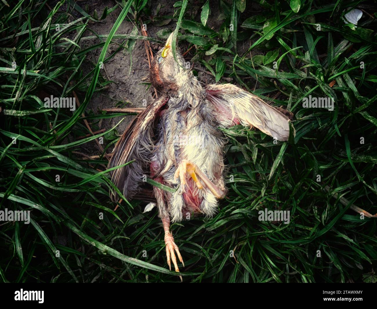 Poussin avec bec ouvert Banque de photographies et d’images à haute résolution Alamy