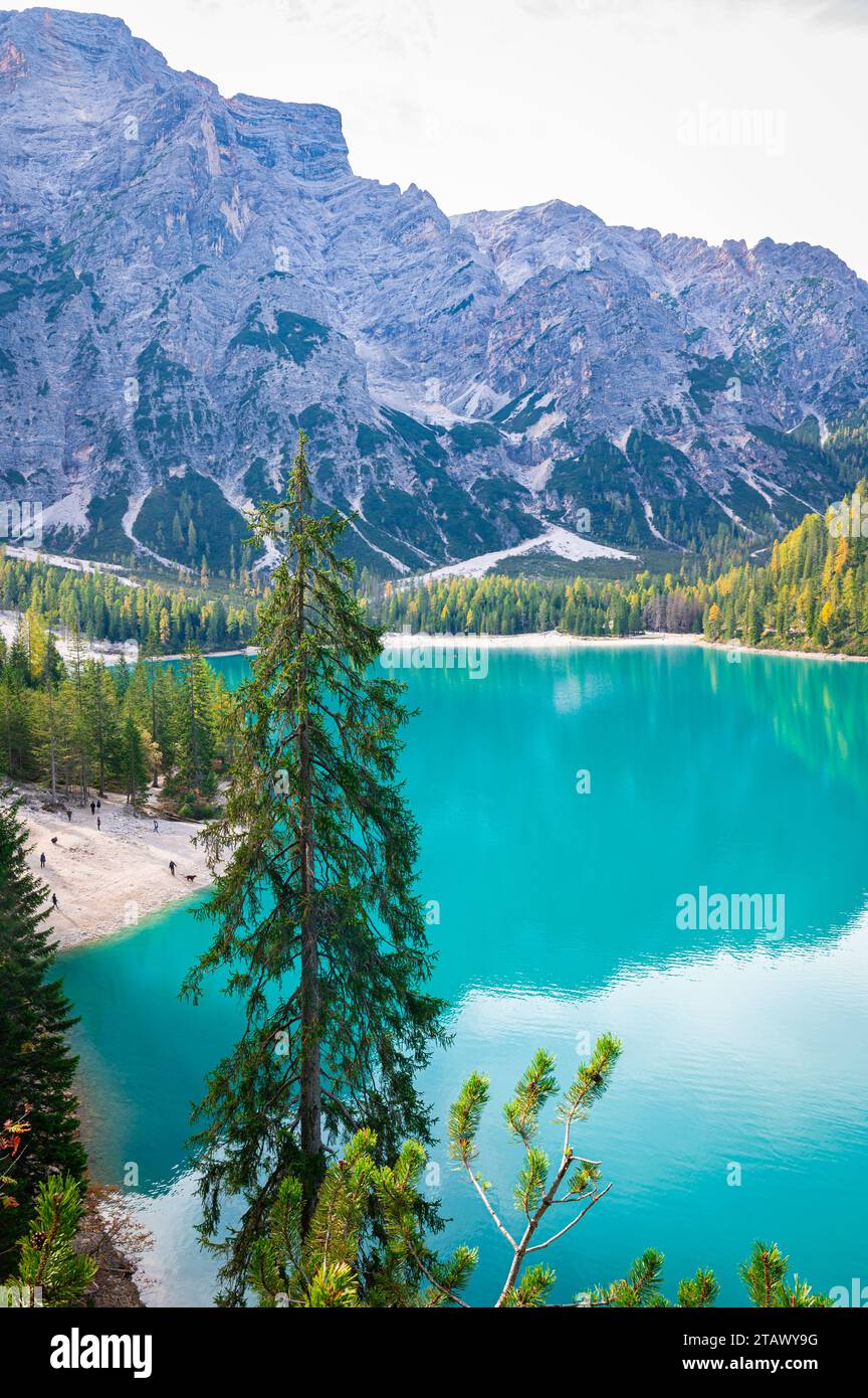 Épinette près d'un lac alpin turquoise Banque D'Images