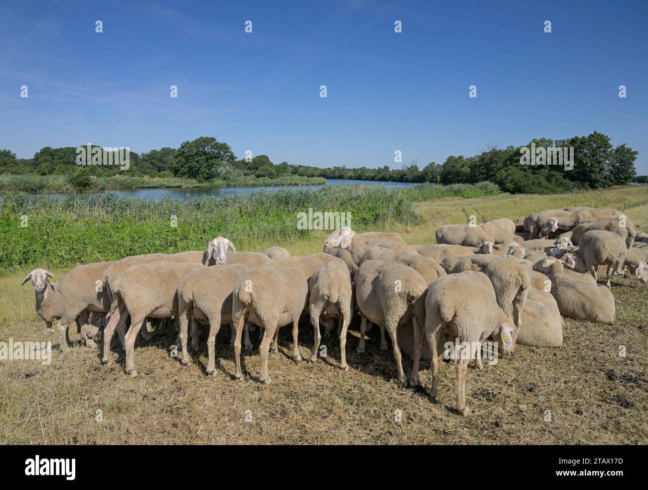 Schafe, Herde, Deich, Saale BEI Groß Rosenburg, Sachsen-Anhalt, Deutschland Banque D'Images