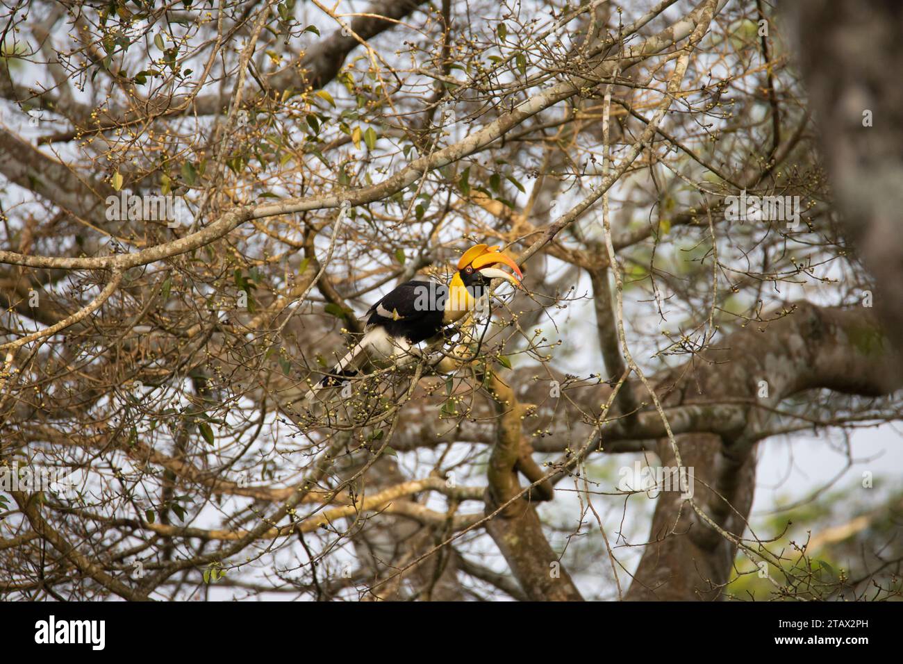 Grand oiseau en bec de Corne perché sur une bûche de bois Banque D'Images