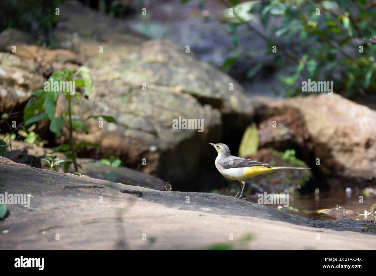 Wagtail gris près de la rivière dans une forêt Banque D'Images