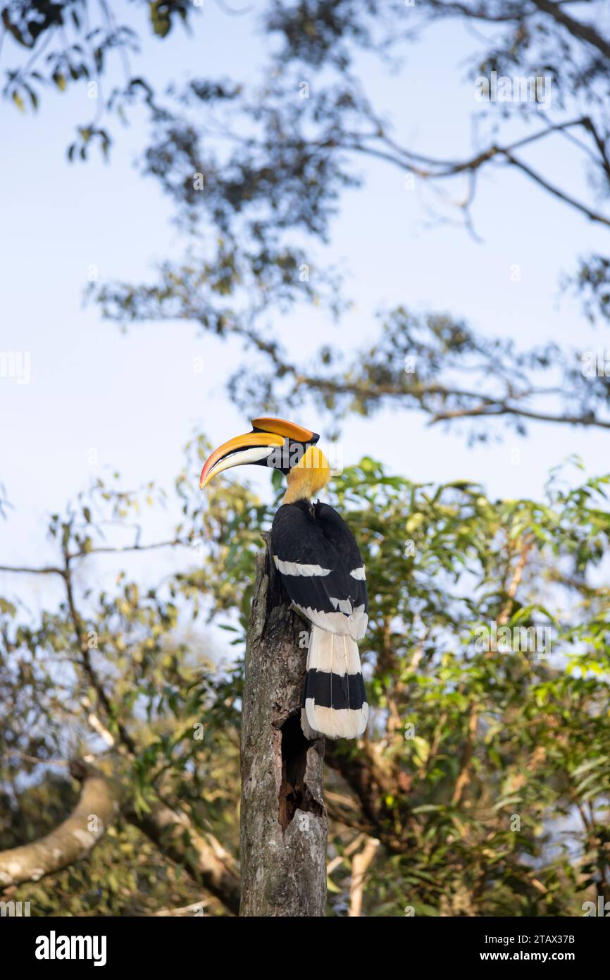 Grand oiseau en bec de Corne perché sur une bûche de bois Banque D'Images