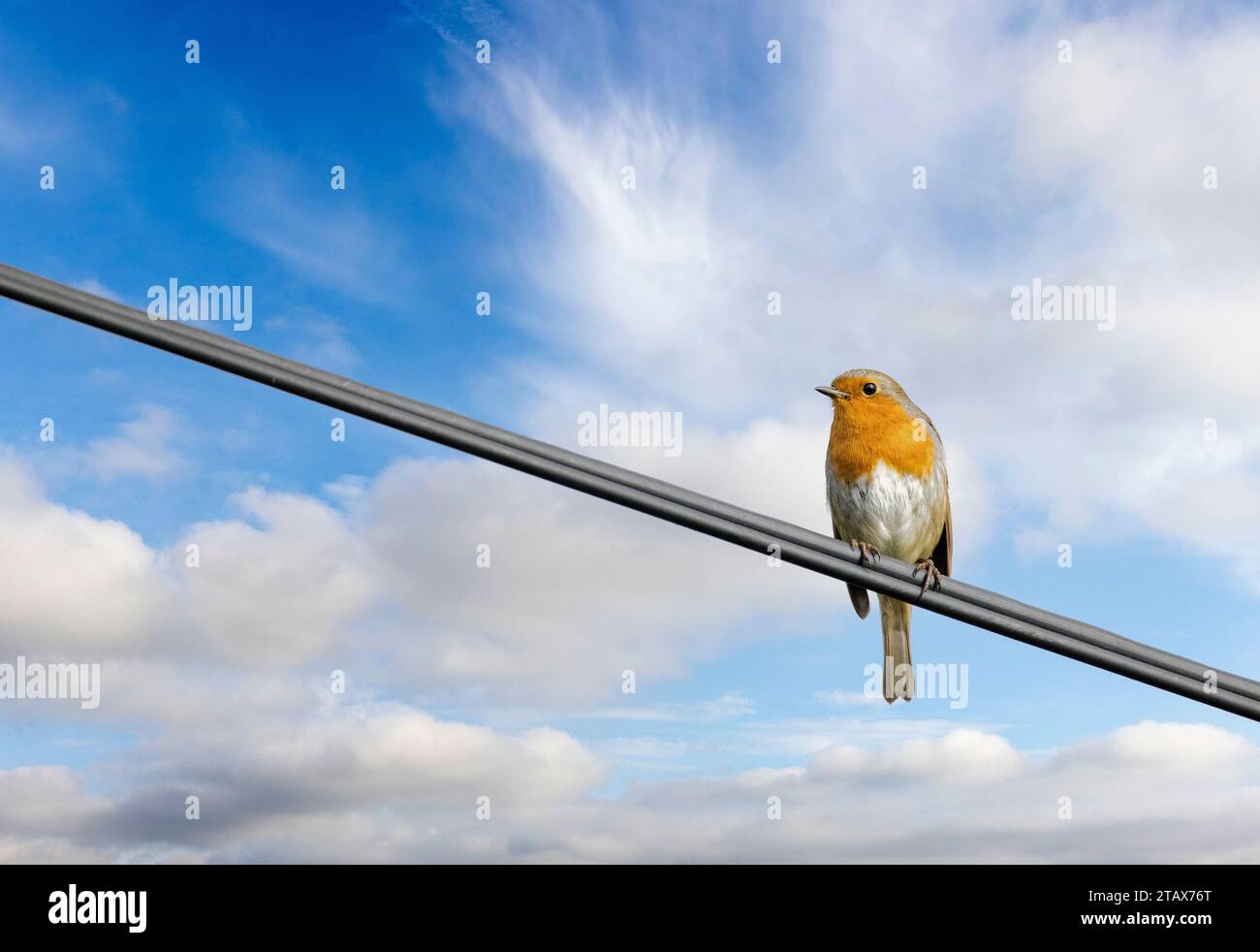 Robin on Wire, erithacus rubecula, Great Cumbrae, Écosse, Royaume-Uni Banque D'Images