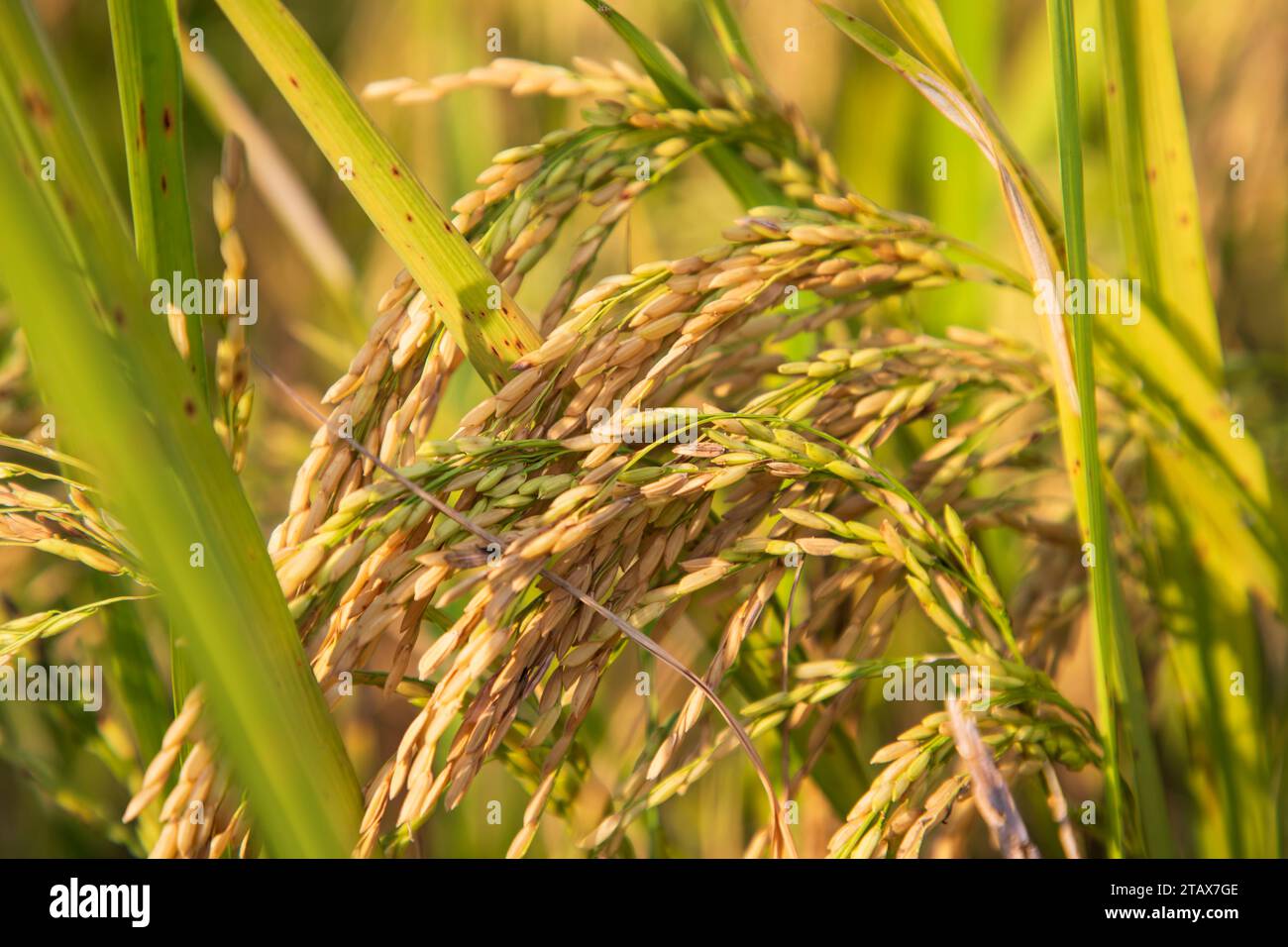 Récolte de pointes de riz à grains dorés du champ de riz. Mise au point sélective Banque D'Images