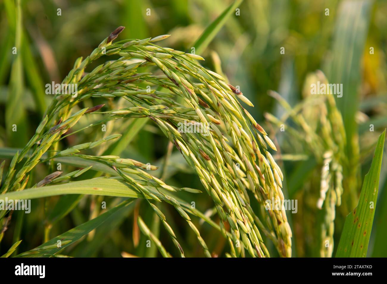 Récolte de pointes de riz à grains dorés du champ de riz. Mise au point sélective Banque D'Images