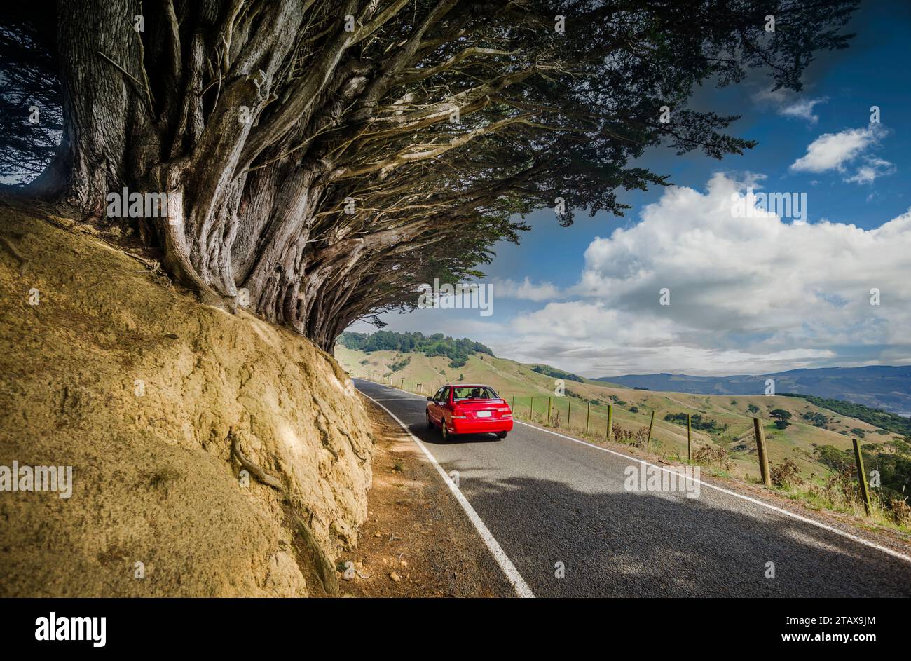 Avenue des arbres de Marcrocarpa (Cupressus macrocarpa), Highcliff Road , Dunedin, Otago , île du sud, Nouvelle-Zélande. Banque D'Images