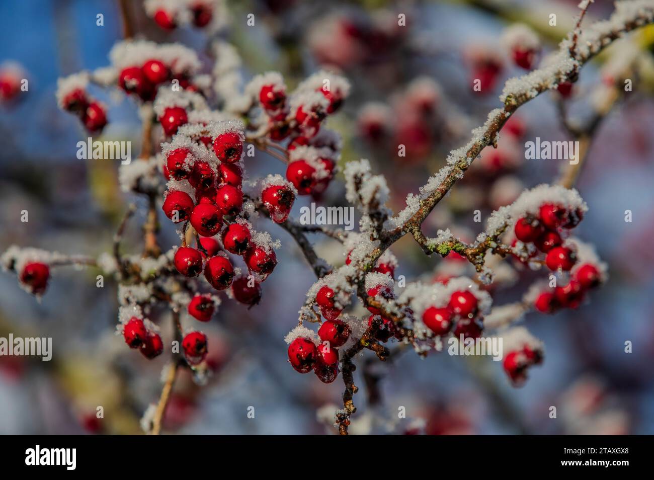 Baies d'aubépine rouges sur un buisson d'aubépine en hiver Banque D'Images