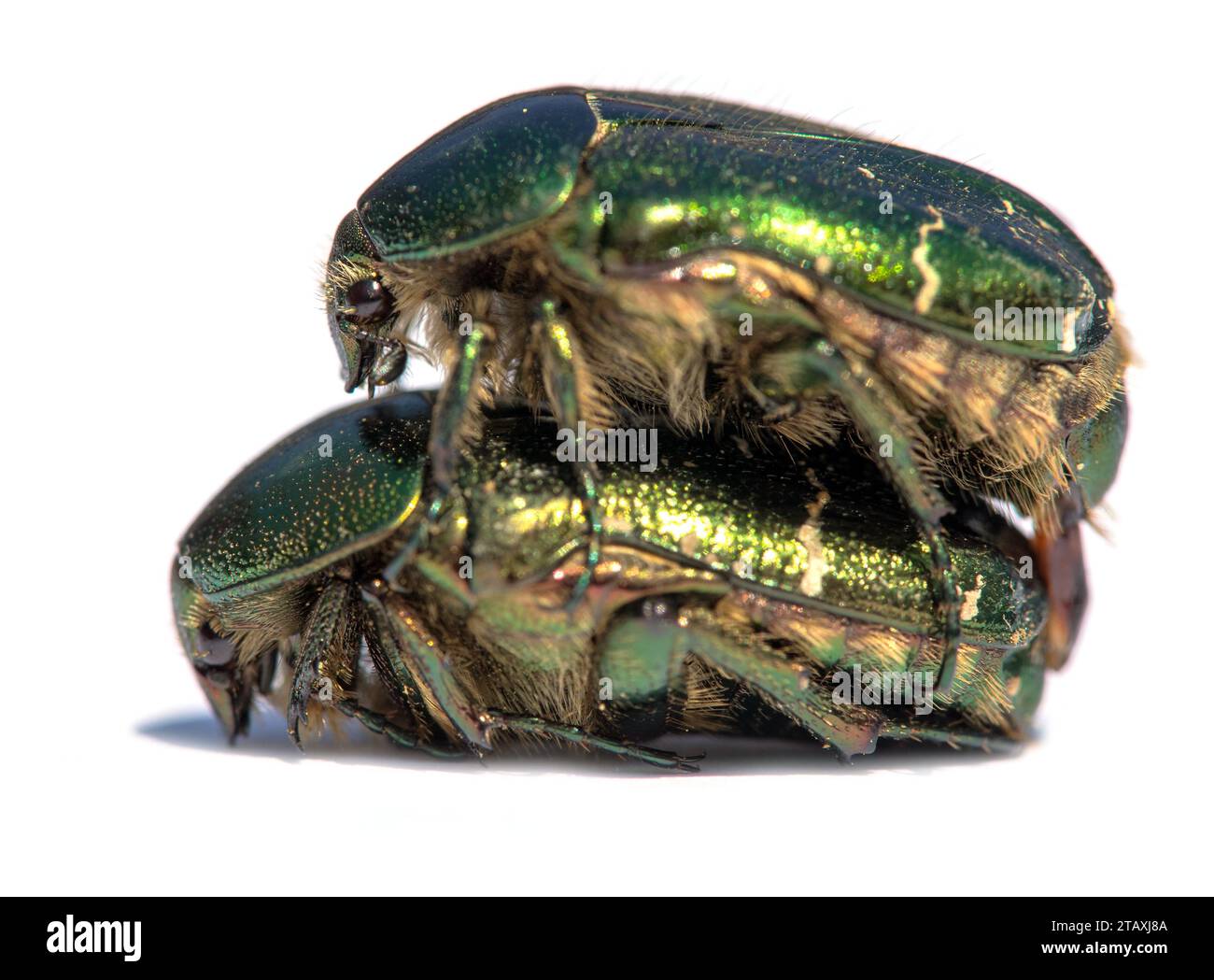 Accouplement de Chafers roses vertes, en latin Cetonia aurata, isolé sur fond blanc Banque D'Images