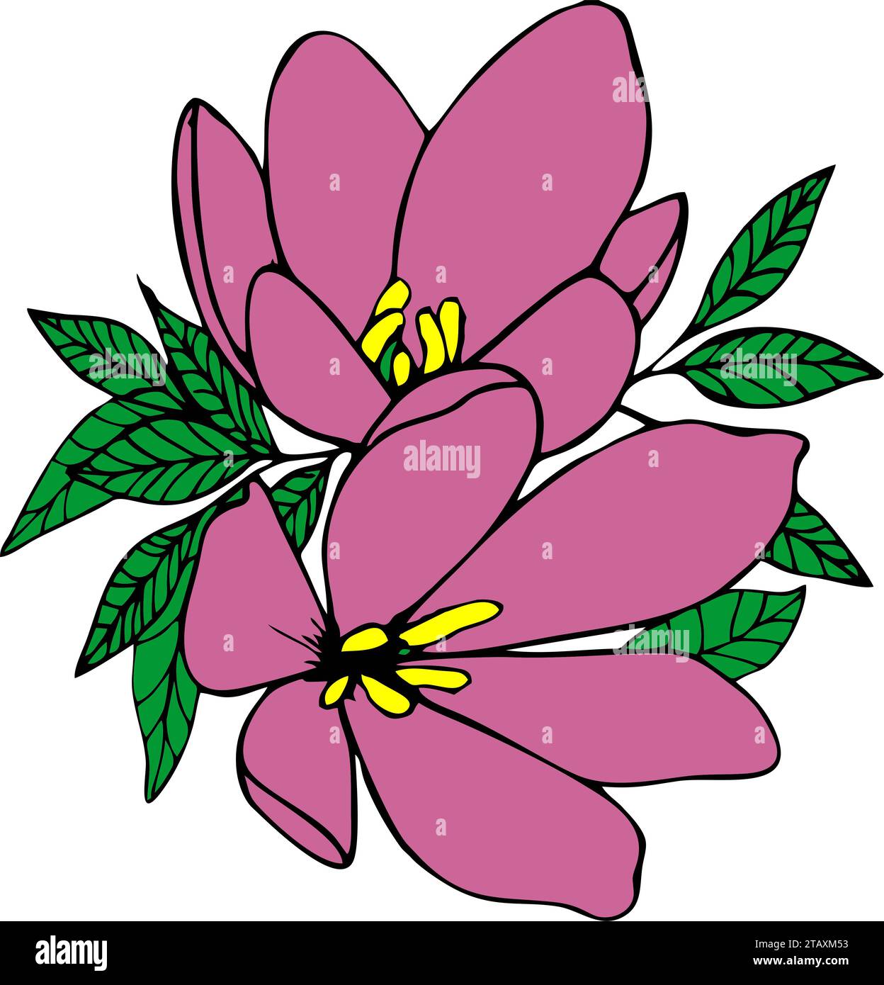 dessin graphique couleur de deux grandes fleurs violettes avec un contour noir, élément isolé, décor Banque D'Images