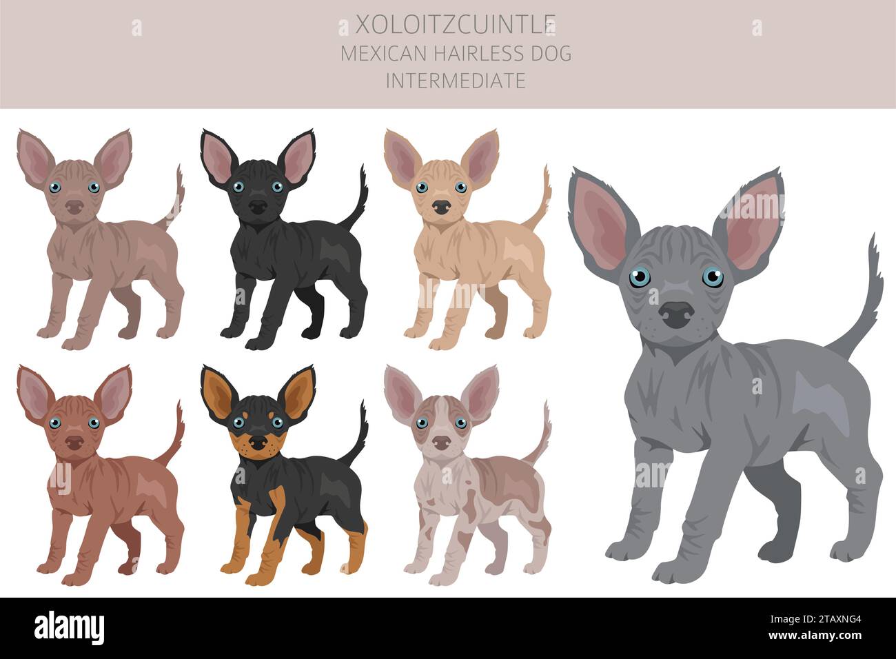 Xoloitzcuintle, chien mexicain sans poils clipart intermédiaire chiot. Différentes poses, couleurs de manteau définies. Illustration vectorielle Illustration de Vecteur