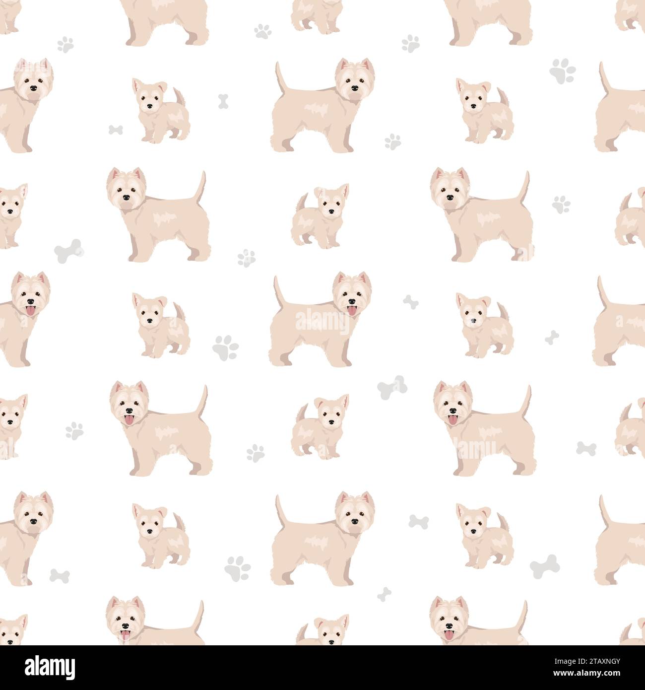 Motif sans coutures West Highland White Terrier. Différentes poses, ensemble de couleurs de pelage. Illustration vectorielle Illustration de Vecteur