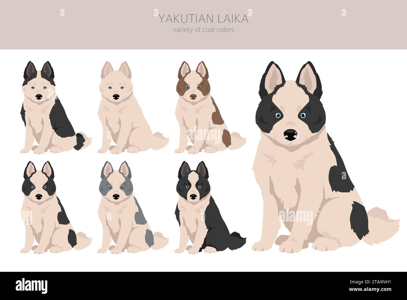 Clipart chiot Yakutian Laika. Différentes poses, couleurs de manteau définies. Illustration vectorielle Illustration de Vecteur