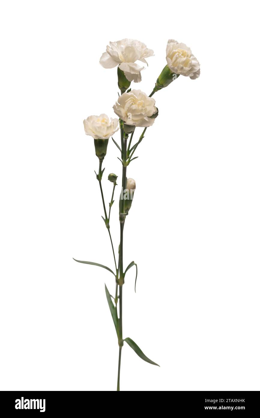 Blanc Belle fleur d'oeillet isolée sur un fond blanc. Banque D'Images