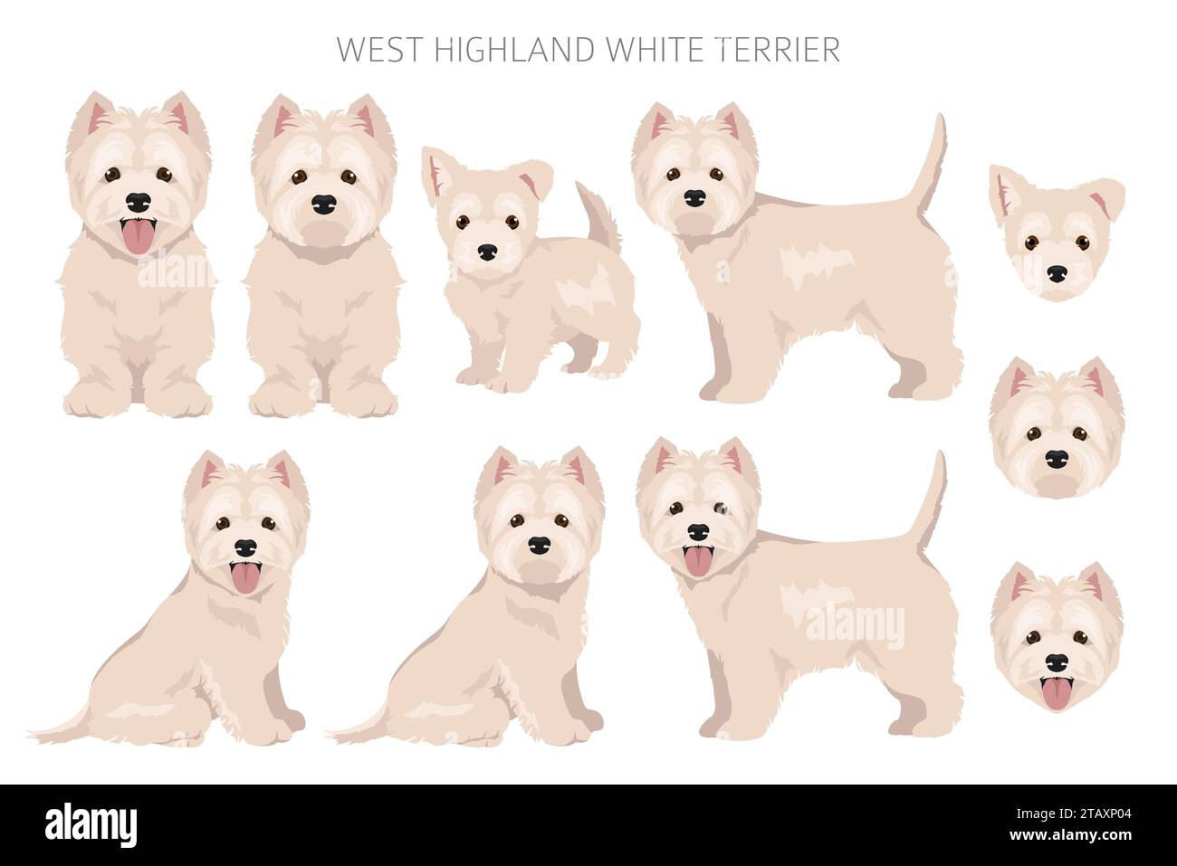 West Highland White Terrier clipart. Différentes poses, ensemble de couleurs de pelage. Illustration vectorielle Illustration de Vecteur