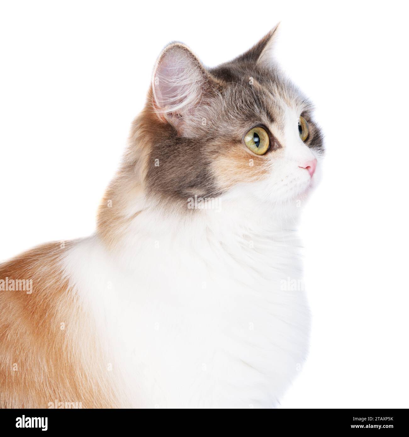 Portrait de chat multicolore à poils longs lumineux isolé sur fond blanc Banque D'Images