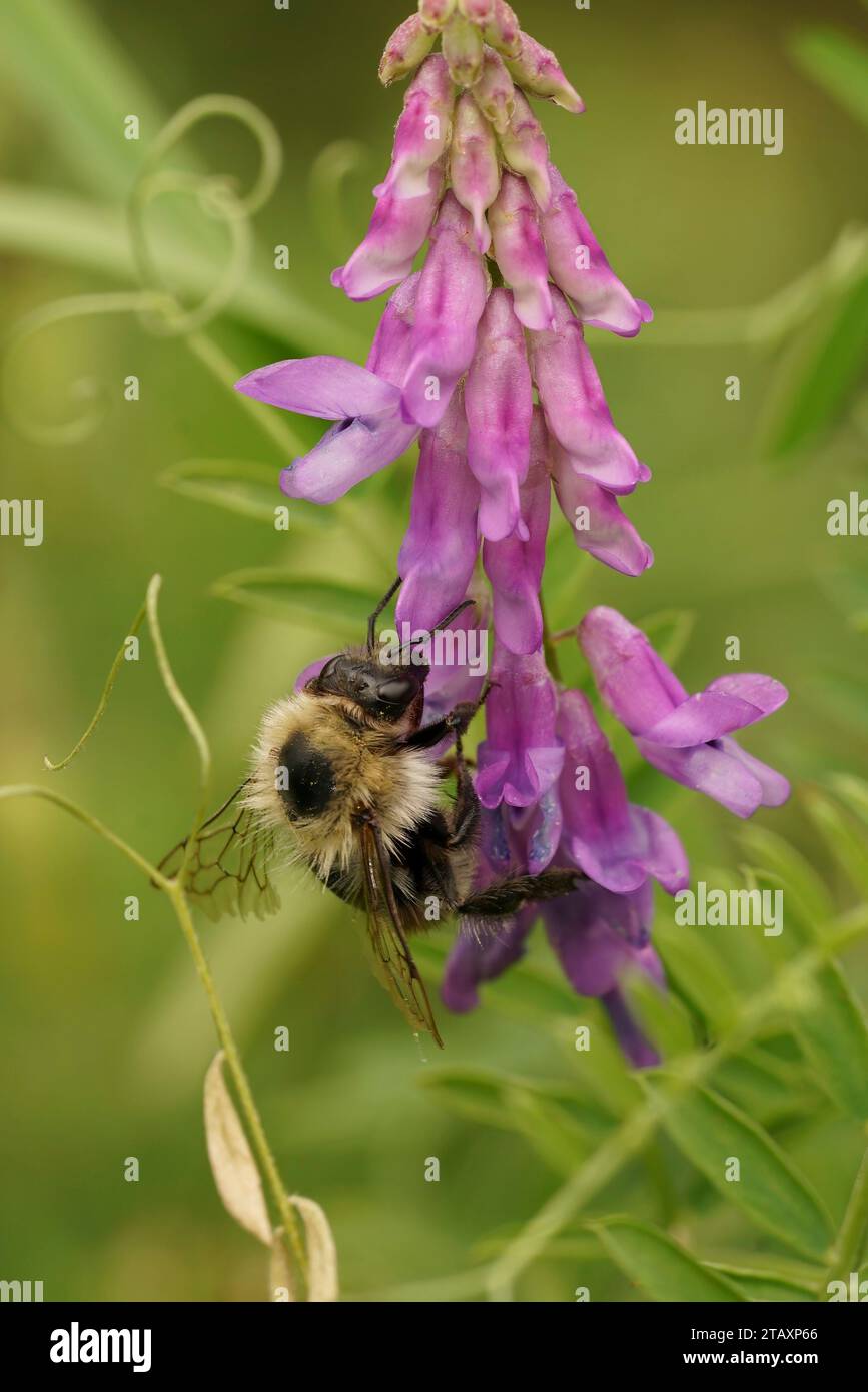 Gros plan naturel sur un vieil ouvrier carder abeille commune, Bombus pascuorum sur fleur sauvage violette de Vetch oiseau Banque D'Images