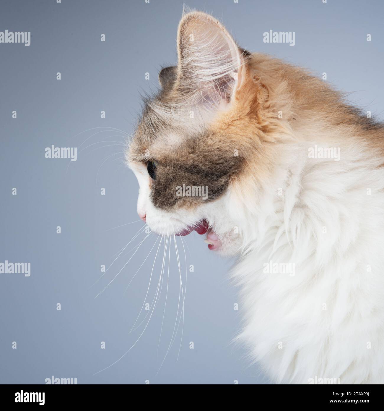 Portrait de chat multicolore à poils longs lumineux isolé sur fond blanc Banque D'Images