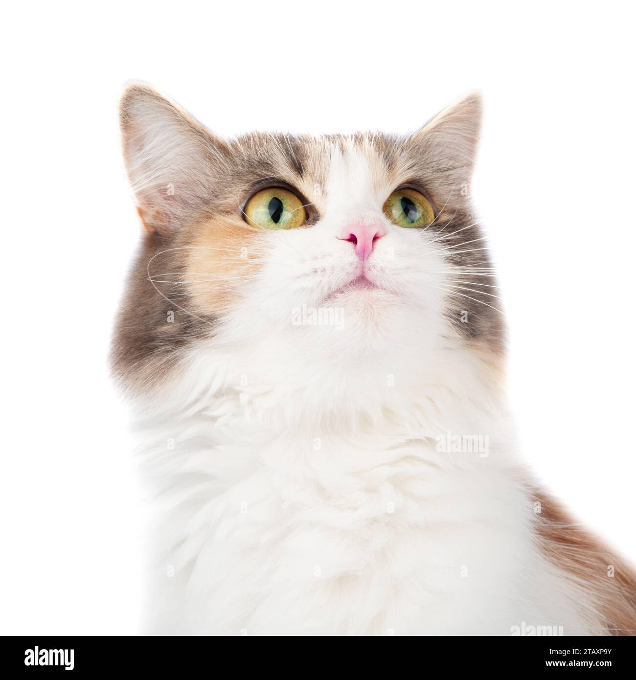 Portrait de chat multicolore à poils longs lumineux isolé sur fond blanc Banque D'Images