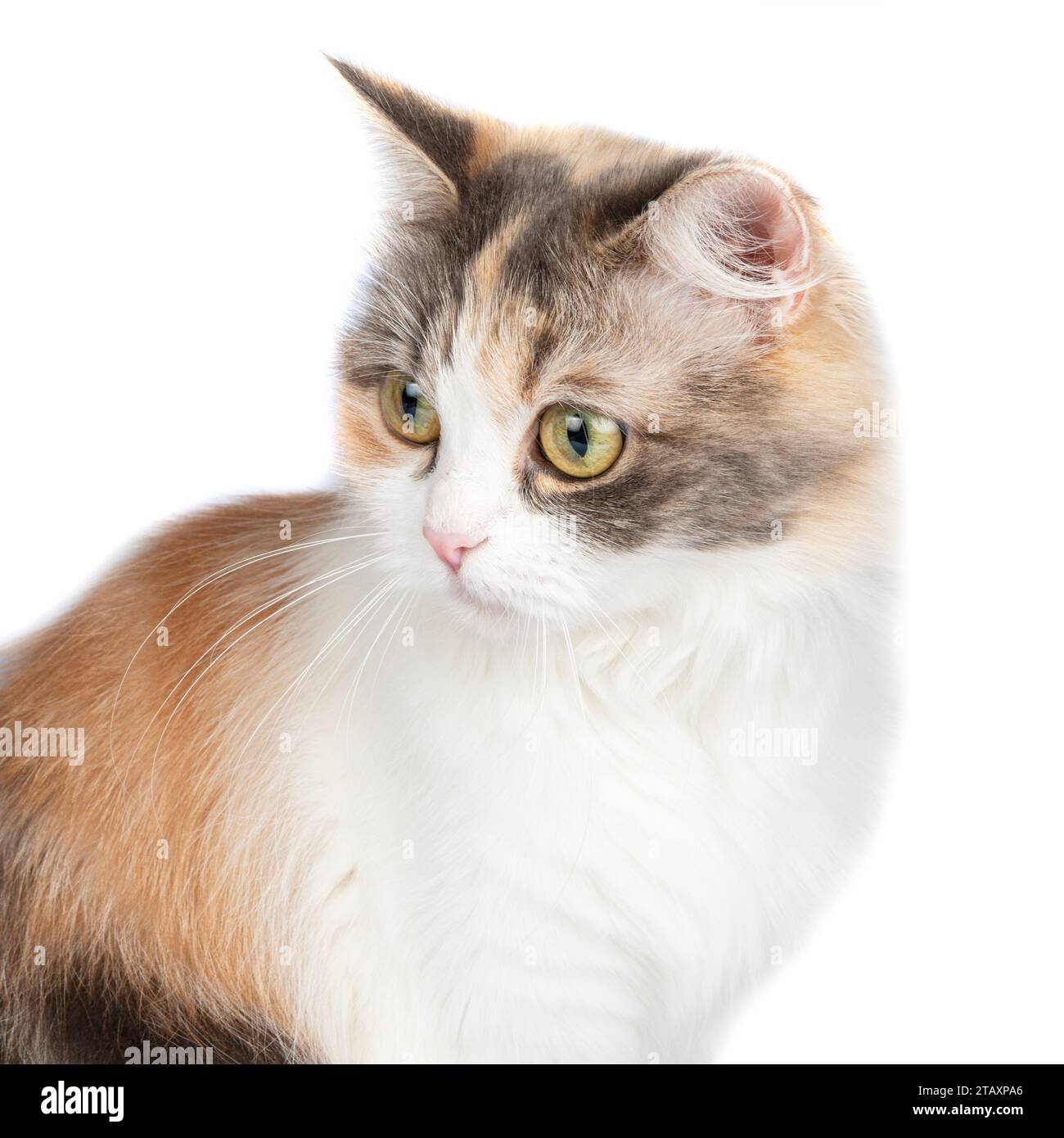 Portrait de chat multicolore à poils longs lumineux isolé sur fond blanc Banque D'Images