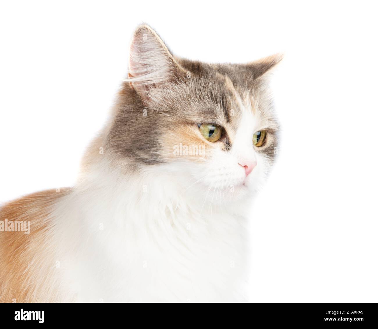 Portrait de chat multicolore à poils longs lumineux isolé sur fond blanc Banque D'Images