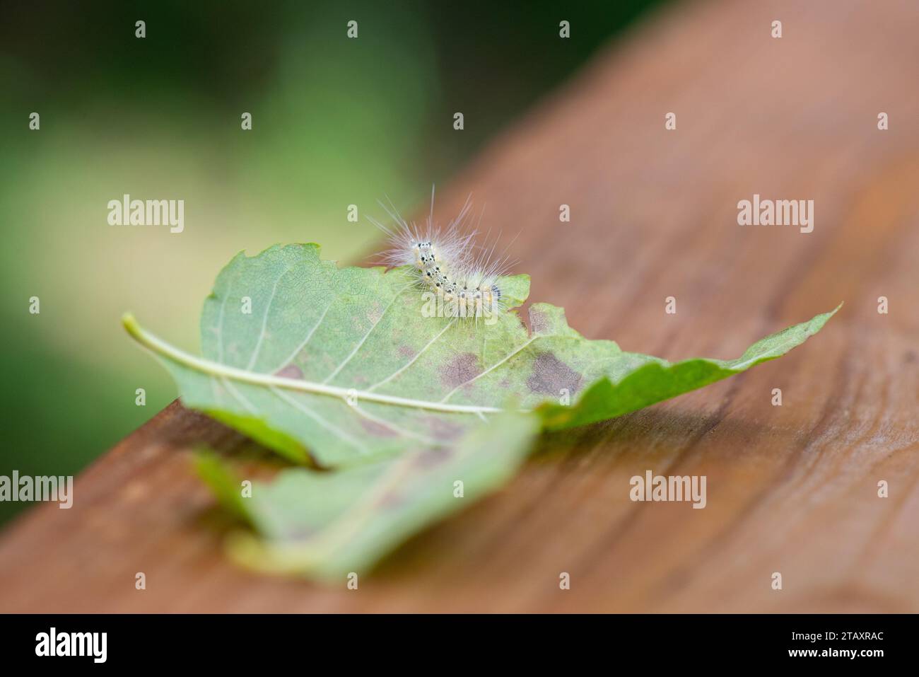 Originaire d'Amérique du Nord, une chenille floue du ver de la mer d'automne (Hyphantria cunea) rampe sur une seule feuille à la fin de l'été. Banque D'Images