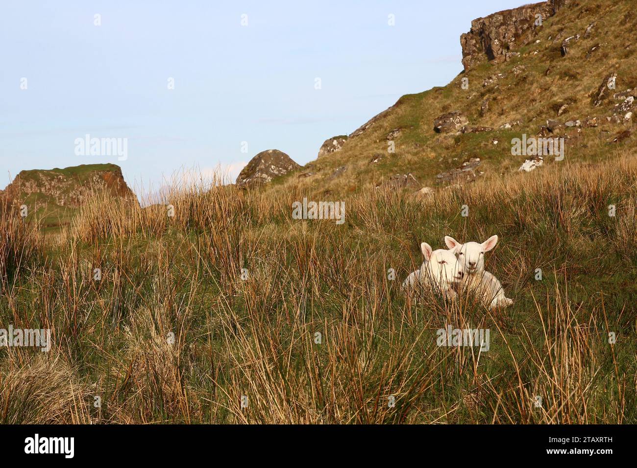 Couchés sur une parcelle d'herbe surplombant la mer, deux adorables agneaux regardent malicieusement le photographe (près de Kilt Rock, île de Skye, Écosse). Banque D'Images
