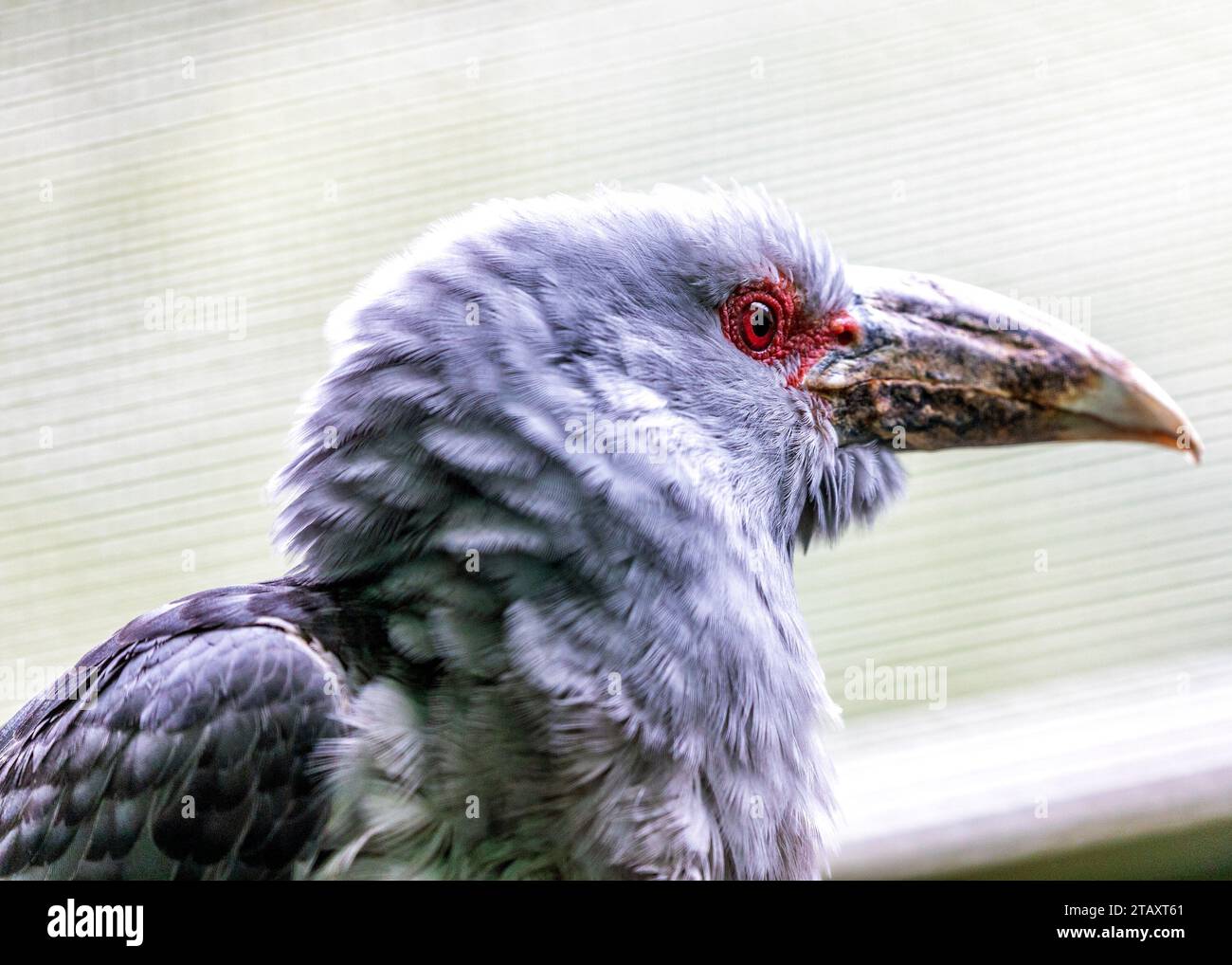 Graceful Channel-Billed Cuckoo, un résident aviaire frappant des habitats tropicaux, connu pour son appel distinctif et son long billet unique. Banque D'Images