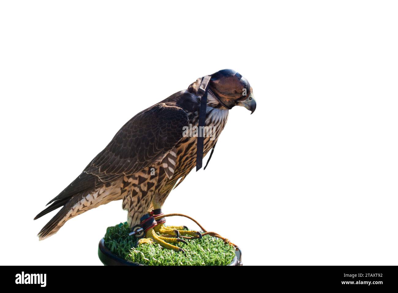 Falcon formé comme faune, reconstitution et concept de chasse Banque D'Images