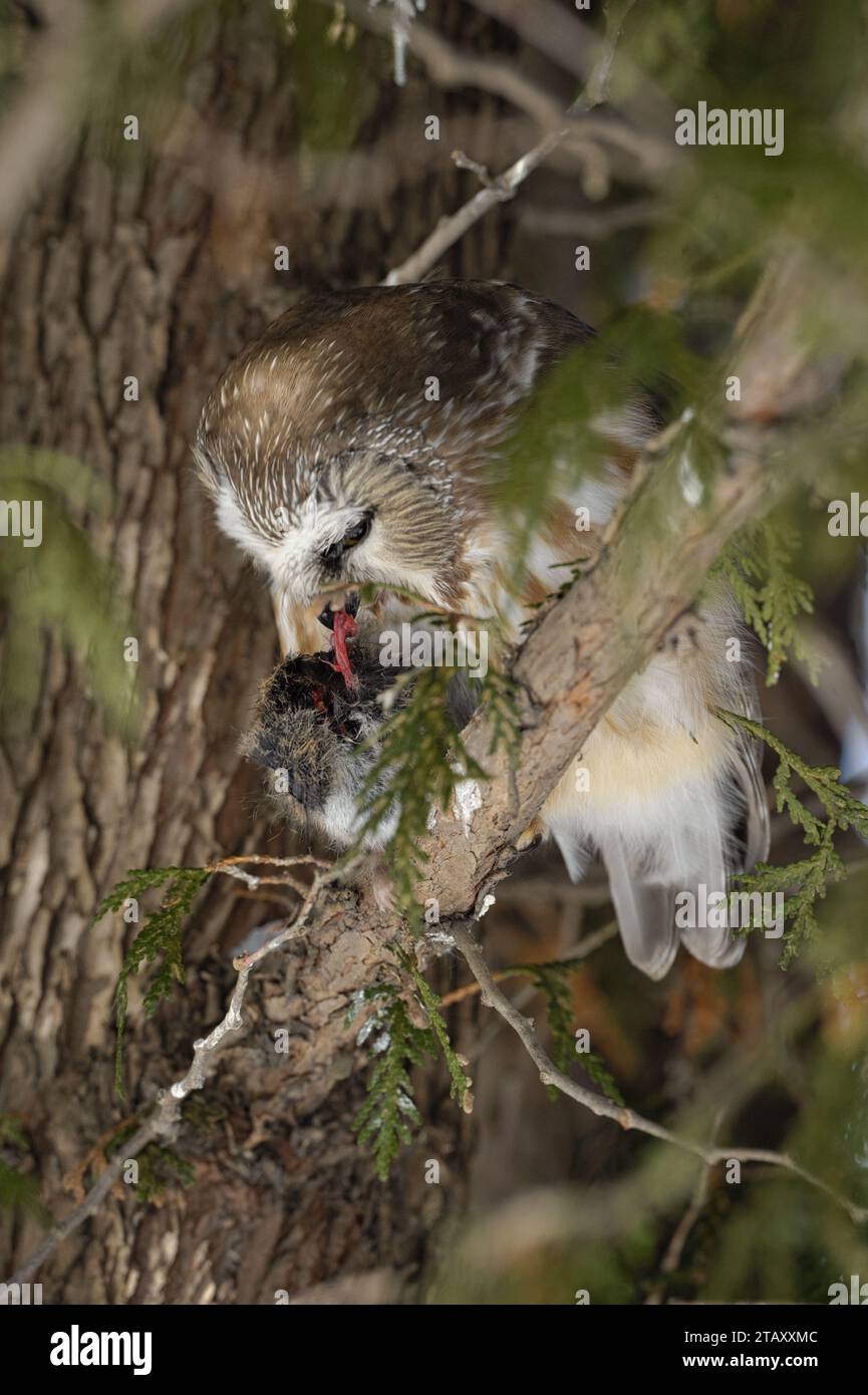 Scie-whet du Nord mangeant un lemming d'une branche d'arbre Banque D'Images