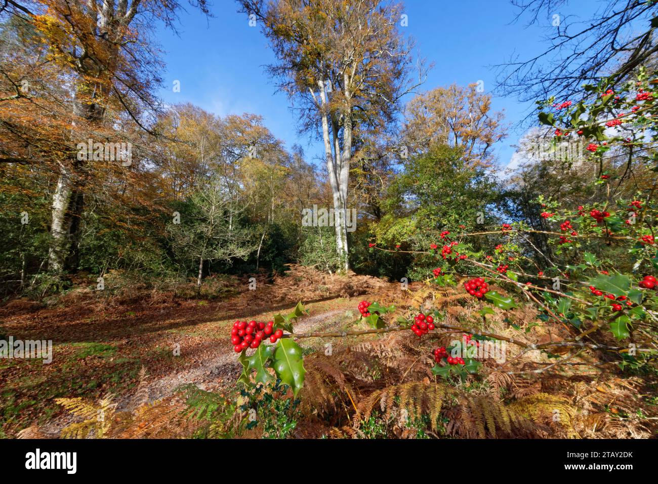 Baies de houx commun (Ilex aquifolium) par un sentier à travers la New Forest, près de Bramshaw, Hampshire, Royaume-Uni, novembre. Banque D'Images