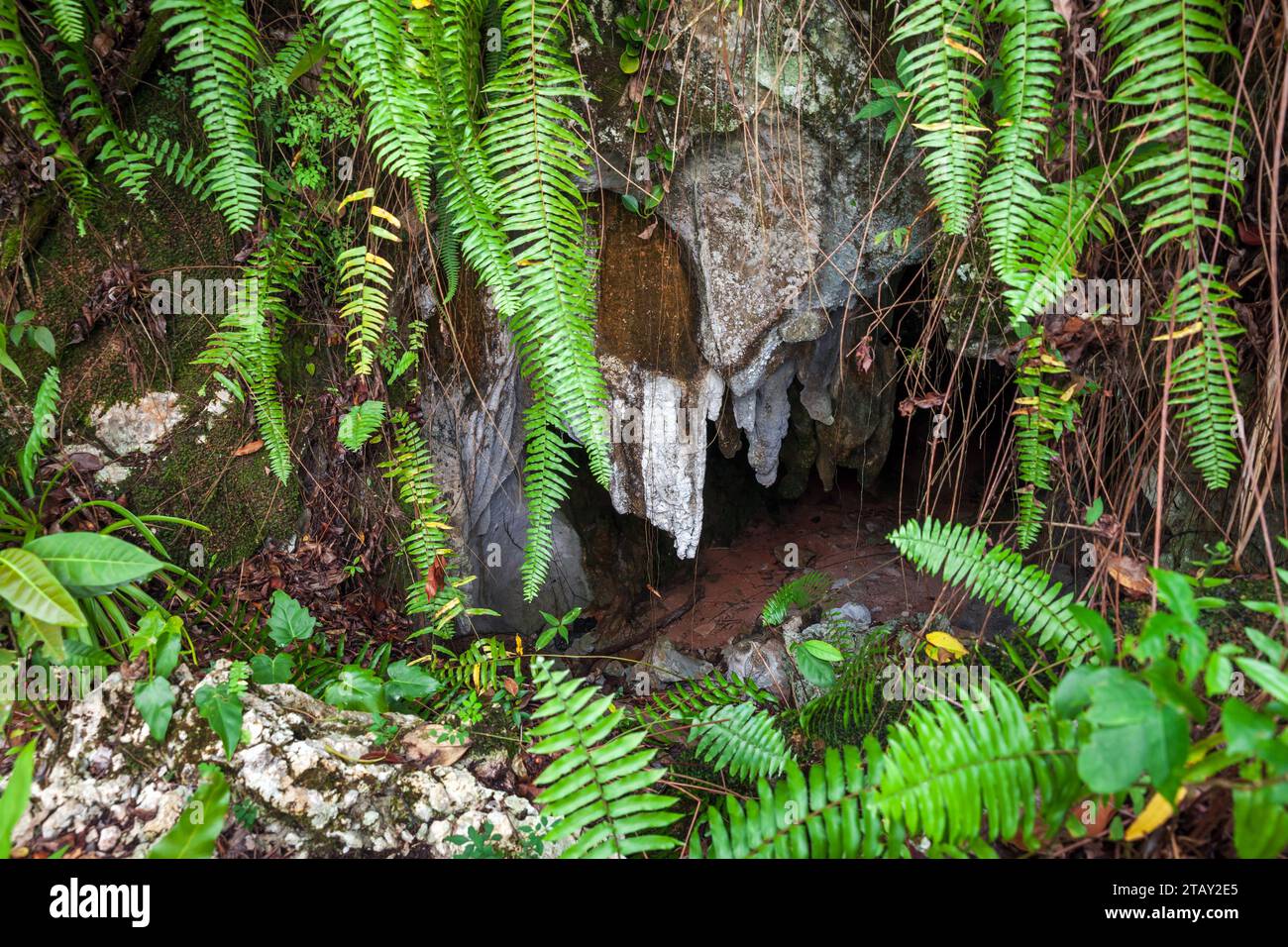 Entrée d'une grotte dans le parc national Los Haitises. Golfe de Samana, République dominicaine Banque D'Images