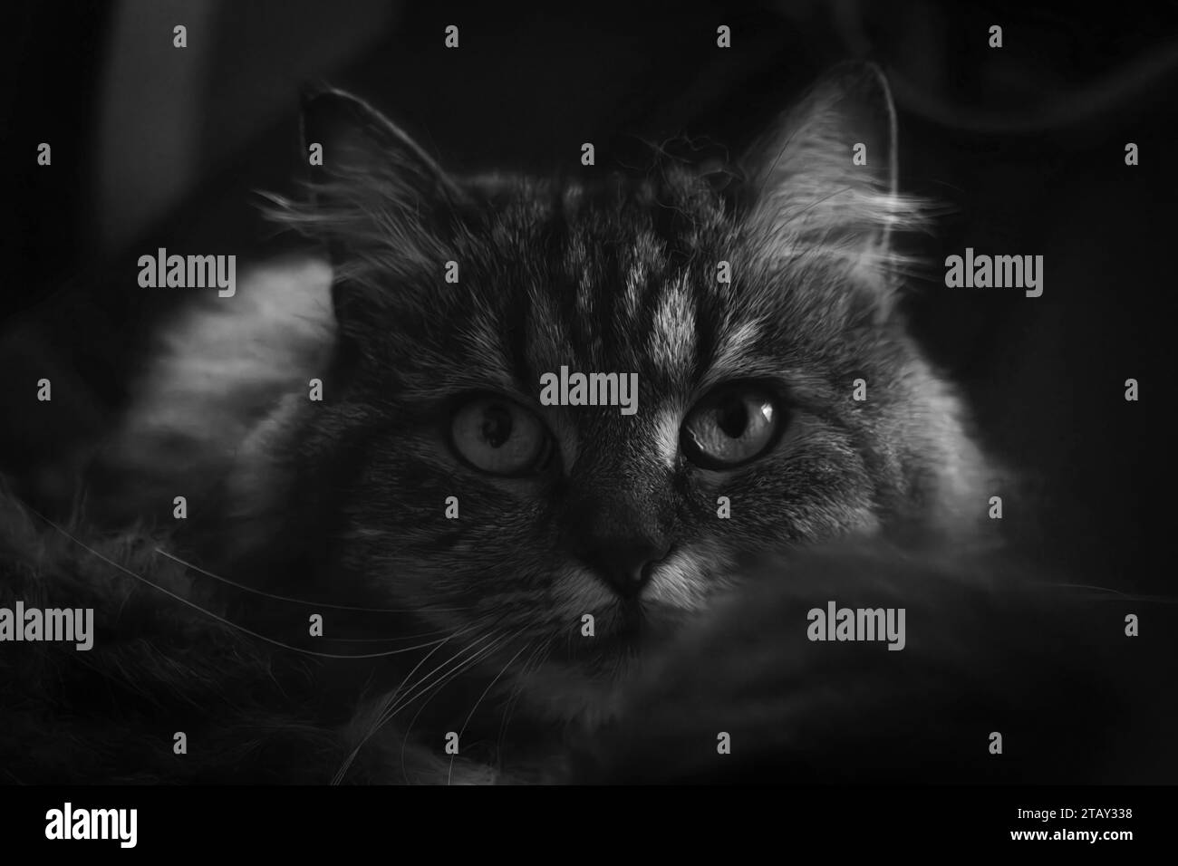 Chat femelle tabby brun avec des yeux verts et de belles grandes oreilles Banque D'Images