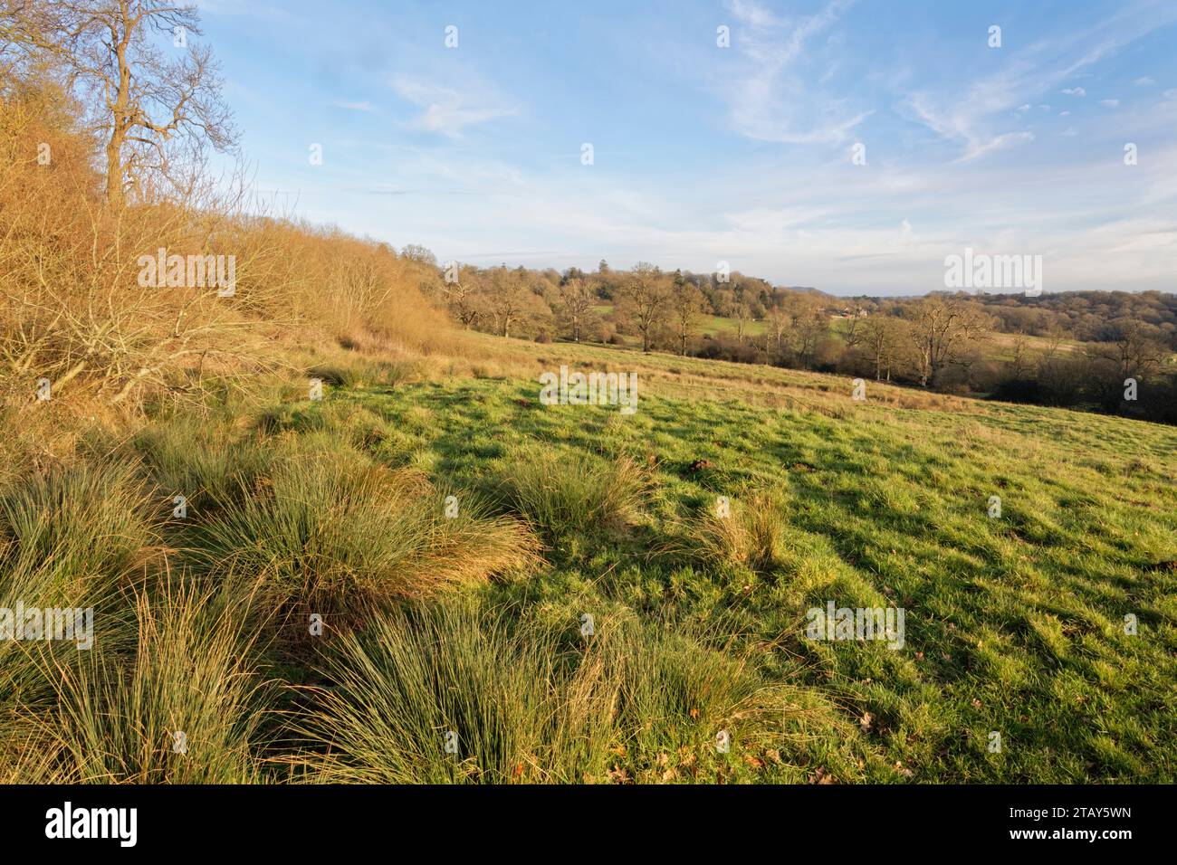 Spye Park un après-midi d'hiver, Wiltshire, Royaume-Uni, février 2023. Banque D'Images