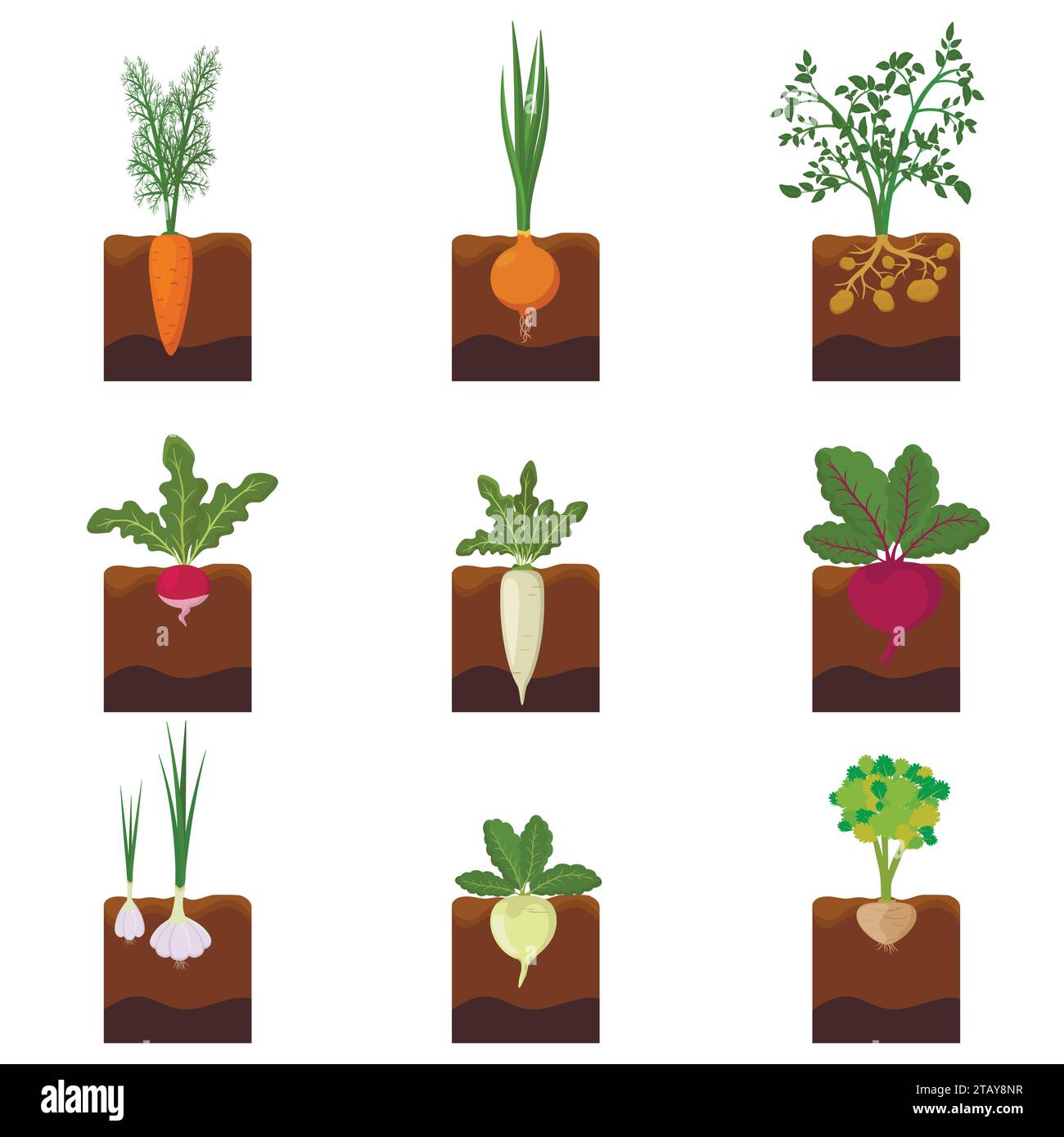 Ensemble de plantes de légumes différents poussant sous terre - carotte, oignon, pommes de terre, radis, daikon, betterave, ail, céleri. Légumes de culture de racines plantés Illustration de Vecteur
