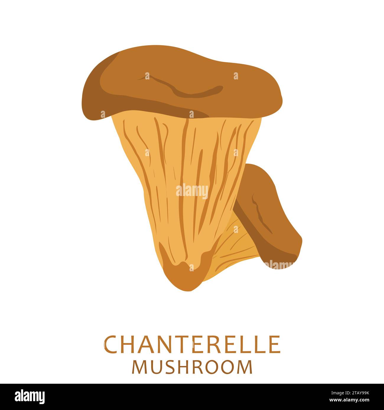 Champignons Chanterelle marron de dessin animé isolés sur fond blanc. Champignon sauvage comestible. Illustration vectorielle Illustration de Vecteur