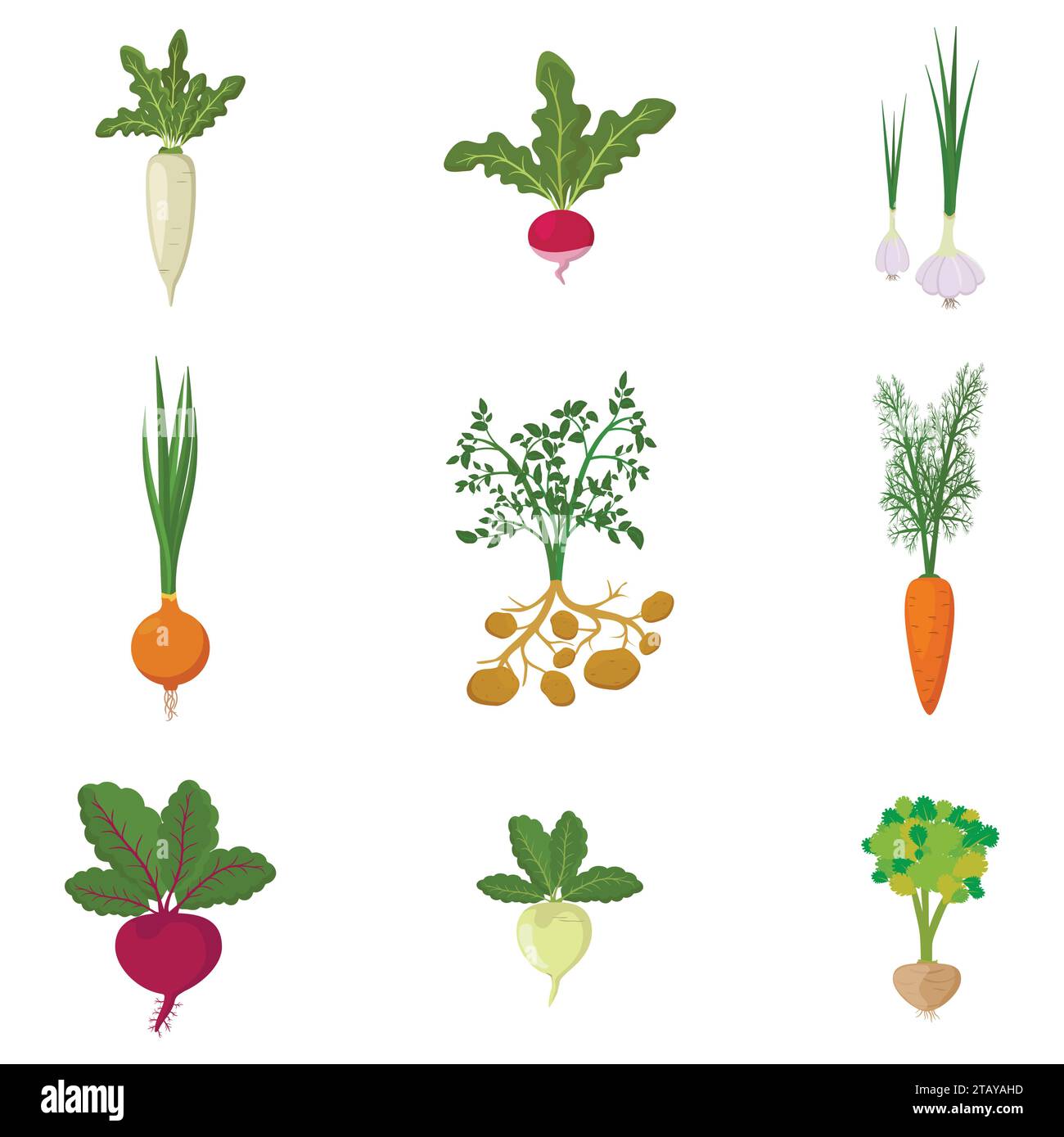 Ensemble de potager bio frais isolé sur fond blanc. Légumes racines de différentes sortes - carotte, oignon, pommes de terre, radis, daikon, betterave Illustration de Vecteur