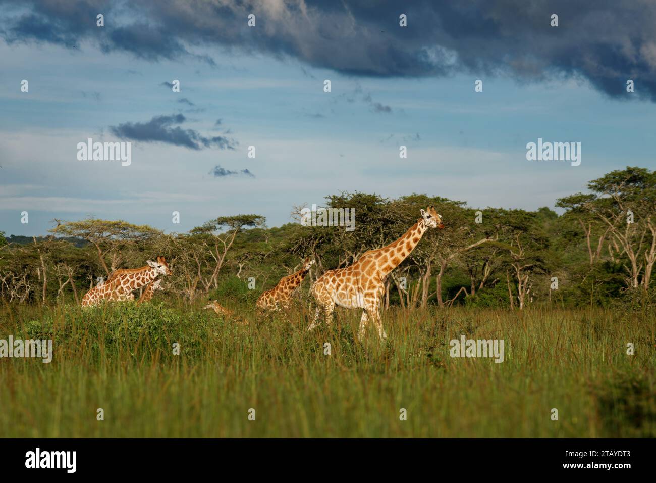 Girafe de Rothschild - Giraffa camelopardalis rothschildi sous-espèce de girafe du Nord, également Baringo ou Nubian ou comme girafe ougandaise, portra Banque D'Images