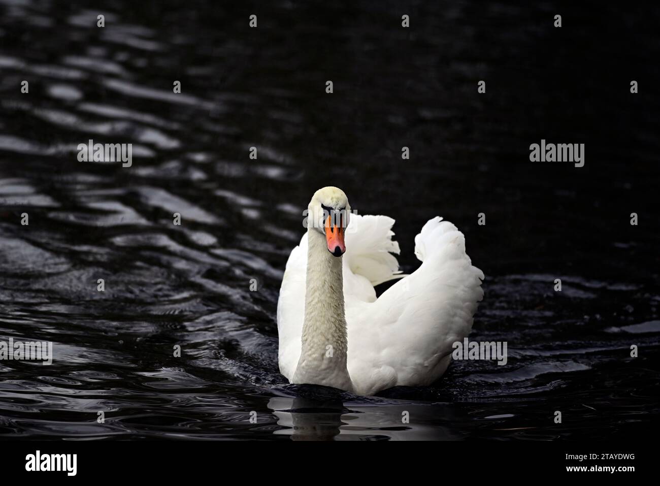 Oiseaux à Linlithgow Loch Scotland Banque D'Images