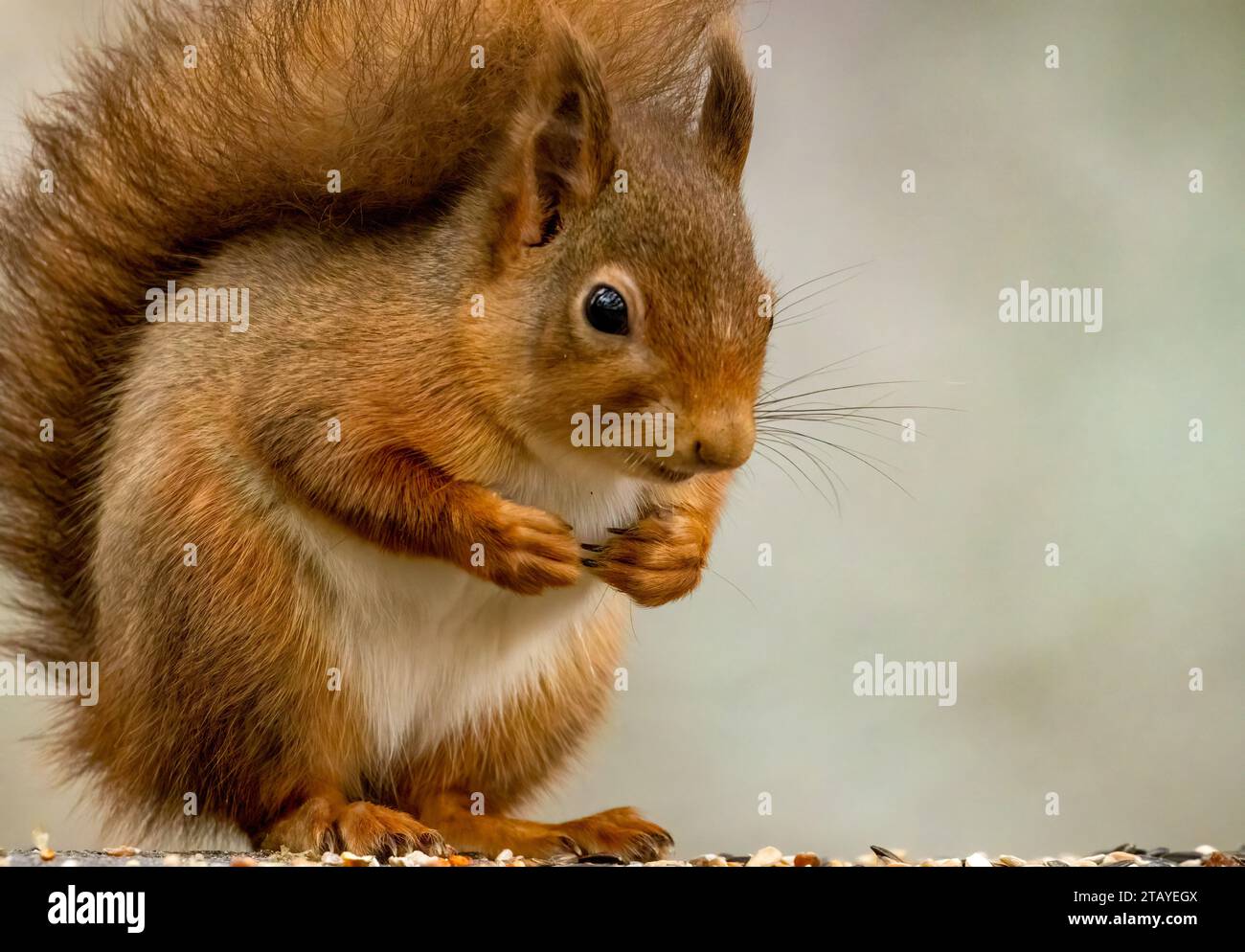 Gros plan portrait d'un mignon petit écureuil roux écossais dans la forêt Banque D'Images