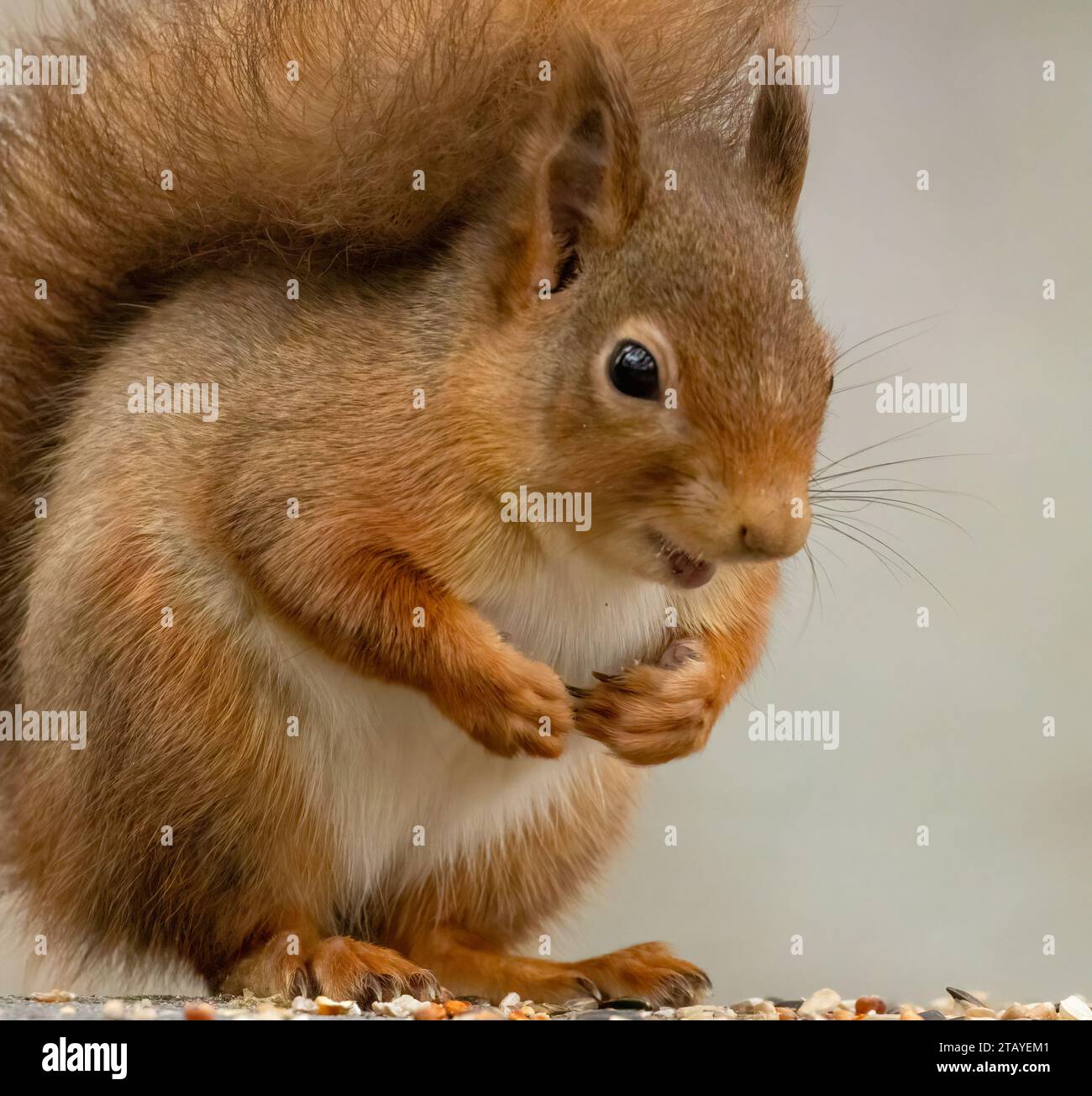 Gros plan portrait d'un mignon petit écureuil roux écossais dans la forêt Banque D'Images